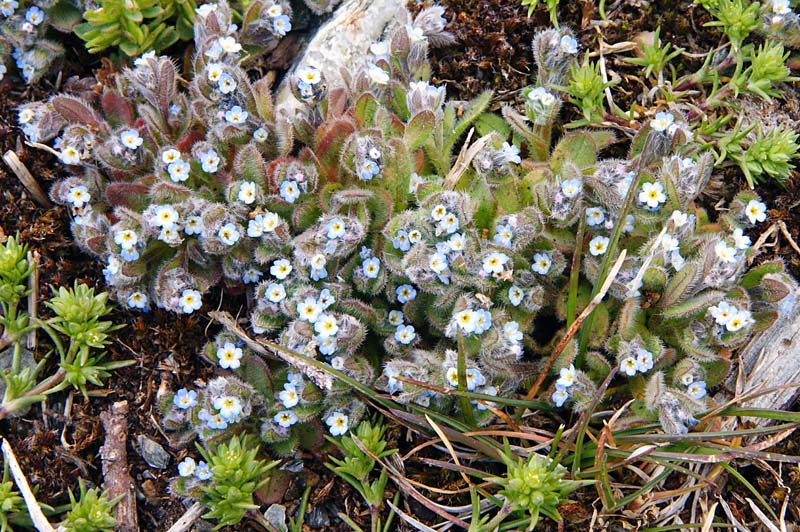 Anchusa? no, Myosotis